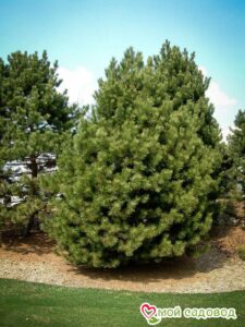 Сосна Чёрная (Pinus Nigra) в Кораблиное