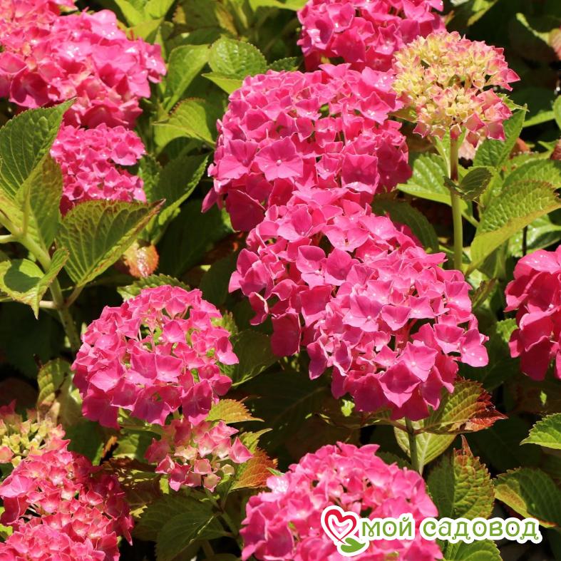 Гортензия крупнолистная Альпенглюхен ЗКС