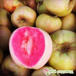 Яблоня Розовый жемчуг в Кораблиное