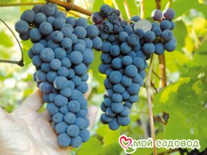 Виноград Амурский синий в Кораблиное