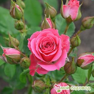 Роза Спрей розовый в Кораблиное