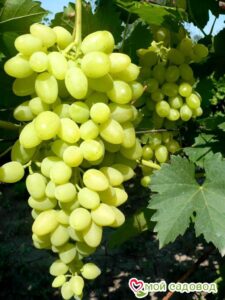 Виноград Осенний крупноплодный в Кораблиное