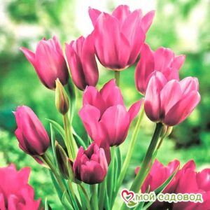 Тюльпан многоцветковый Пурпл Букет в Кораблиное