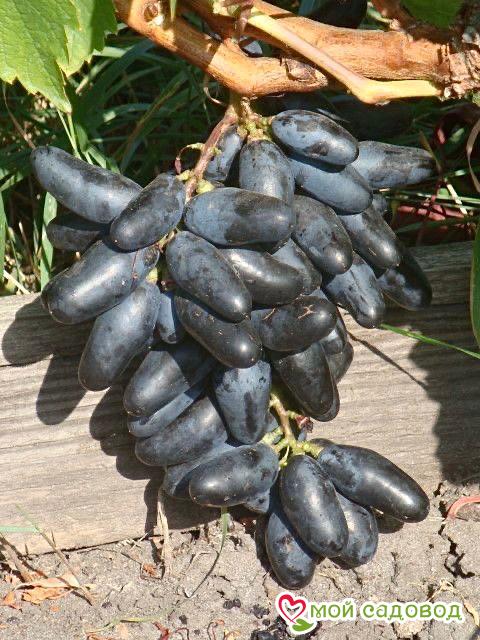 Виноград Чёрный палец