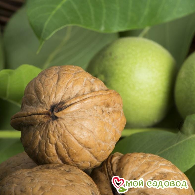 Грецкий орех Великан