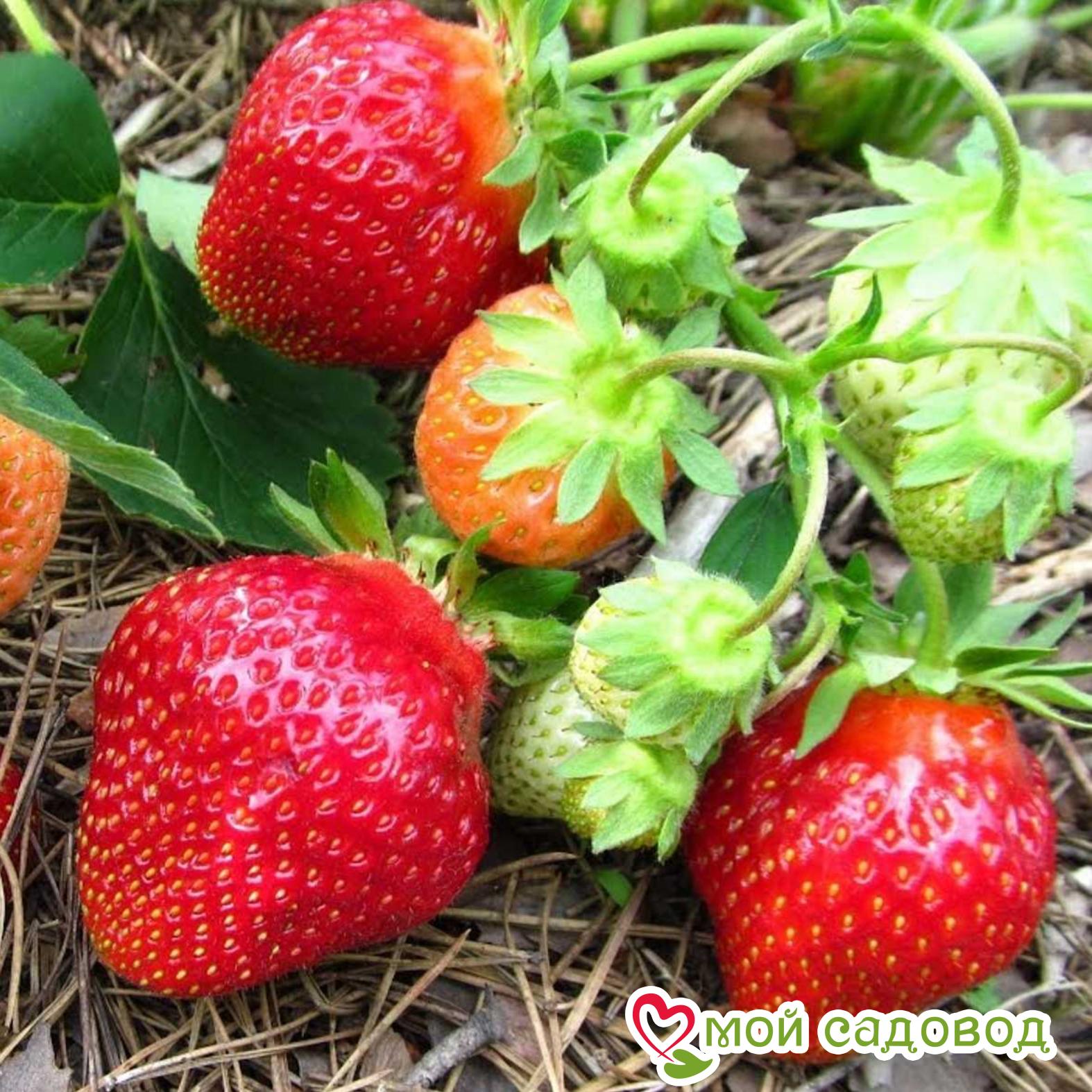 КЛУБНИКА (КРУПНОПЛОДНАЯ) ФЛЁР