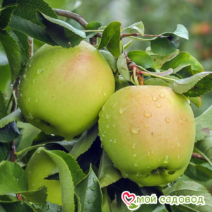Яблоко-груша Голден Делишес в Кораблиное