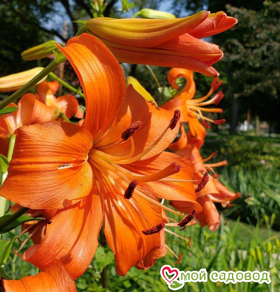 Лилия тигровая Перл Стейси