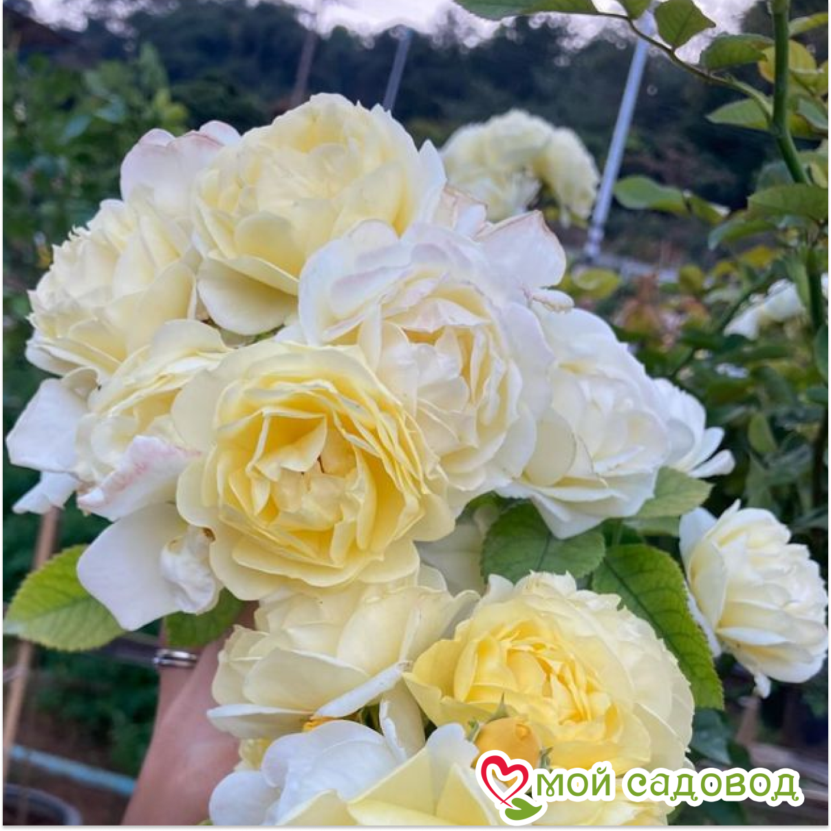 Роза Комтесс Дю Барри флорибунда