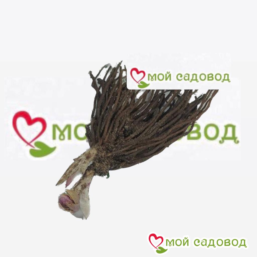 Хоста Чайлд Лиф