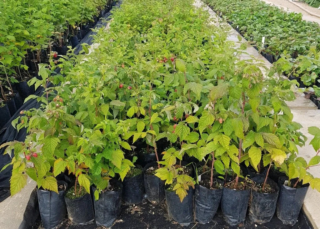 Малина Глин Кук